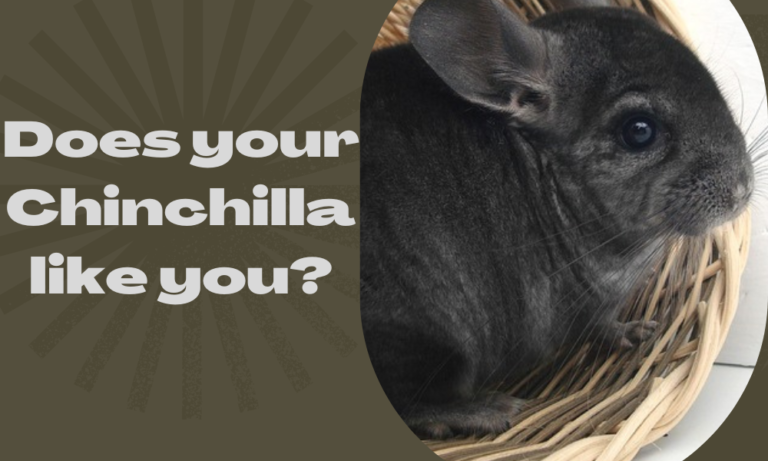 Does your Chinchilla like you?