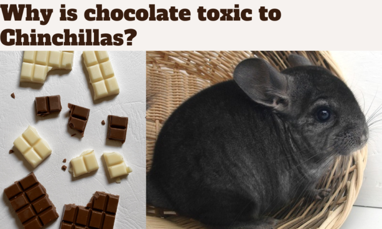 Chocolate is toxic to Chinchillas