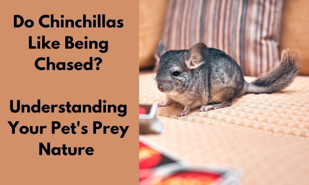 Do Chinchillas like being chased? Prey nature