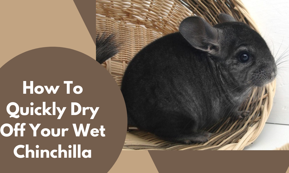 How to safely and quickly dry off your wet Chinchilla