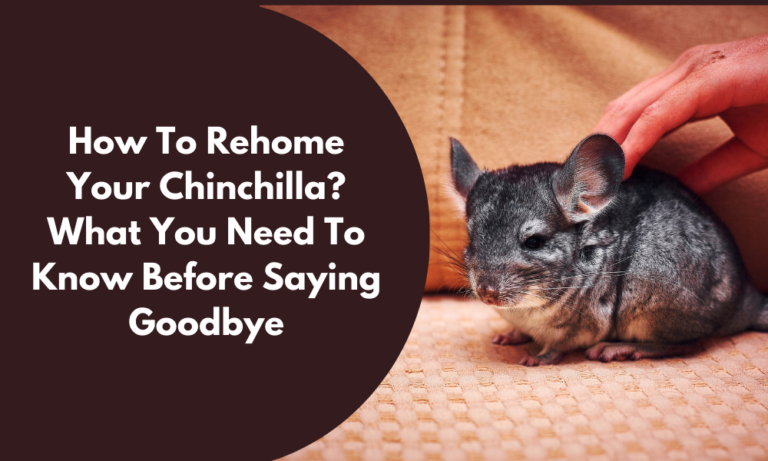Rehome your Chinchilla