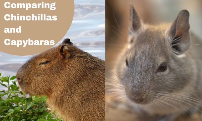 Comparing Chinchillas and Capybaras