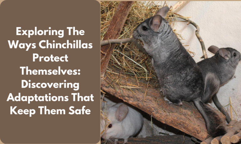 How Chinchillas protect themselves using natural adaptations