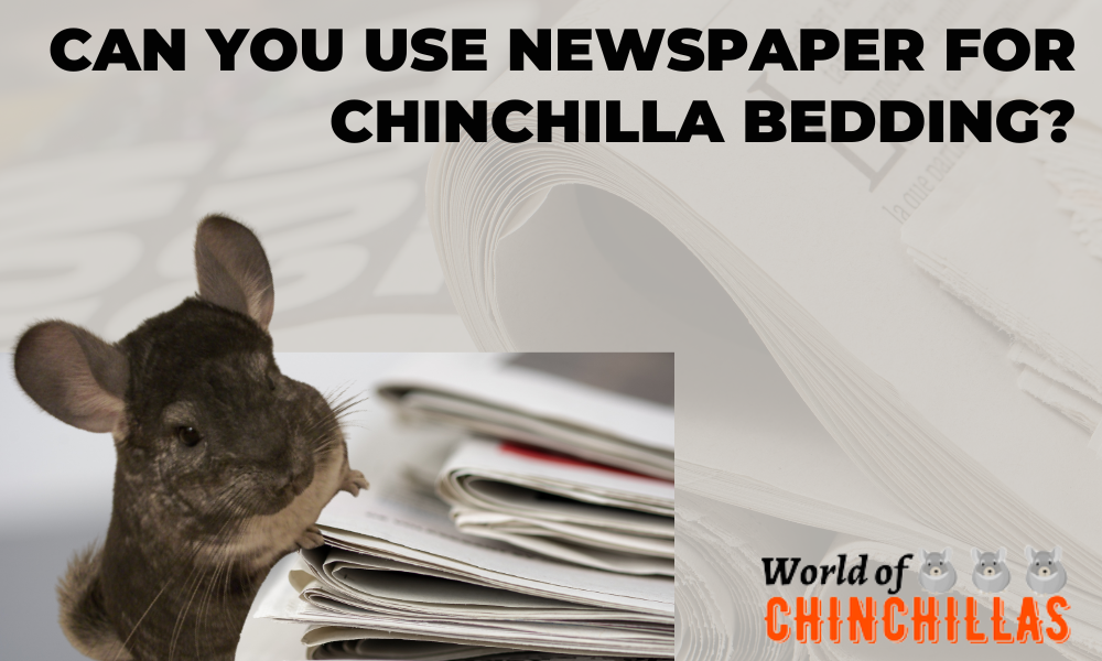 Can You Use Newspaper for Chinchilla Bedding?