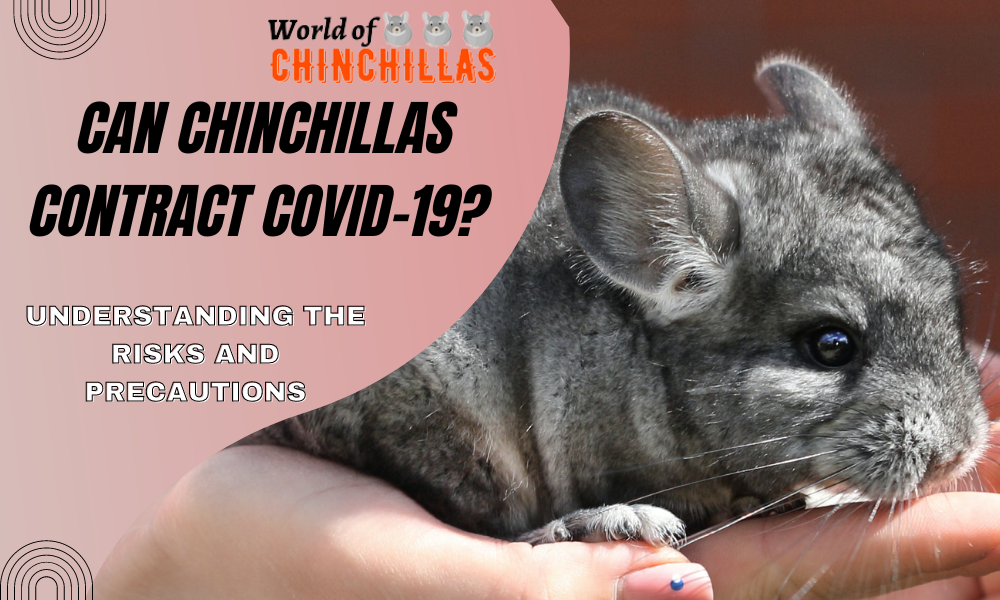 Can Chinchillas Contract COVID-19? Understanding the Risks and Precautions