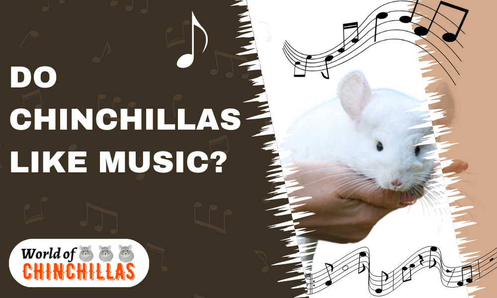 Do chinchillas like music?