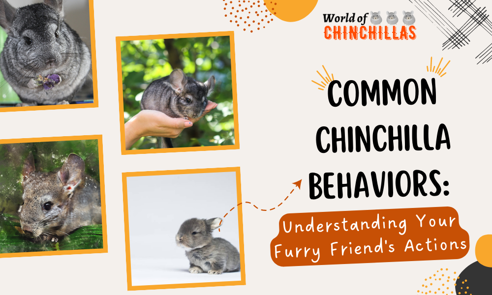 Common Chinchilla Behaviors