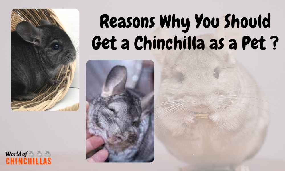 Reasons Why You Should Get a Chinchilla as a Pet ?