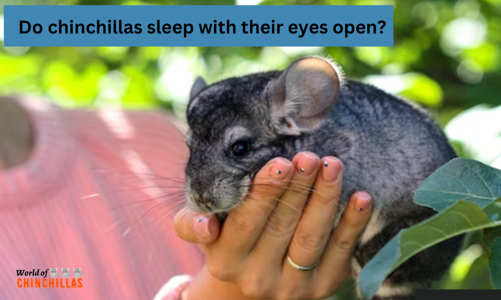 Do chinchillas sleep with their eyes open?