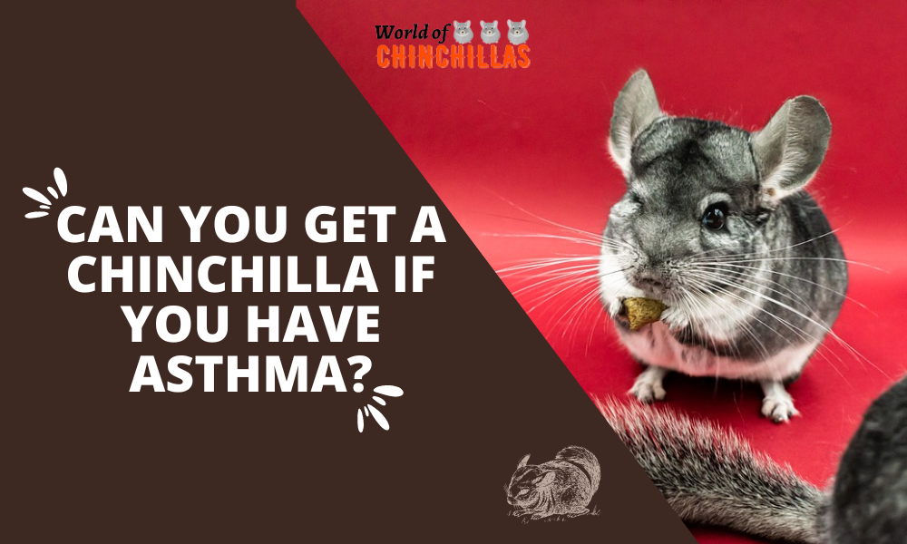 Can You Get a Chinchilla If You Have Asthma?