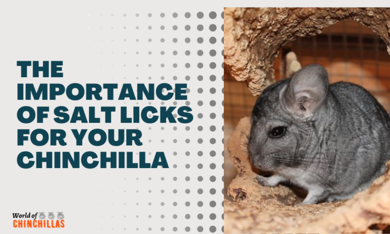 The Importance of Salt Licks for Your Chinchilla