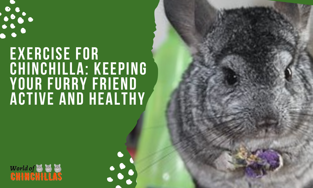 Exercise for Chinchilla: Keeping Your Furry Friend Active and Healthy