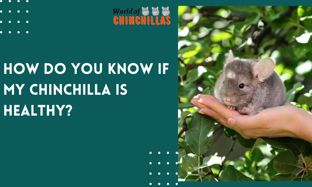 How do you know if my chinchilla is healthy?