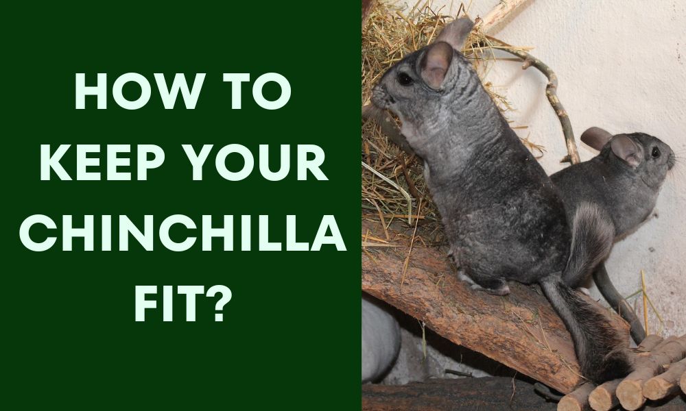 How to keep your Chinchilla fit