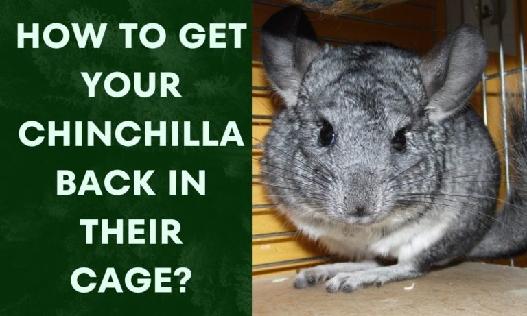 Chinchilla in cage