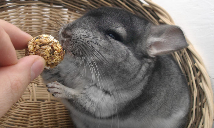 Dry off your wet chinchilla
