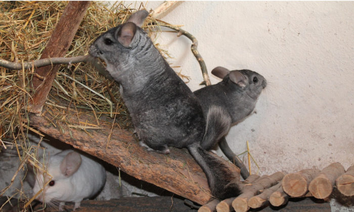 Chinchillas and global population

