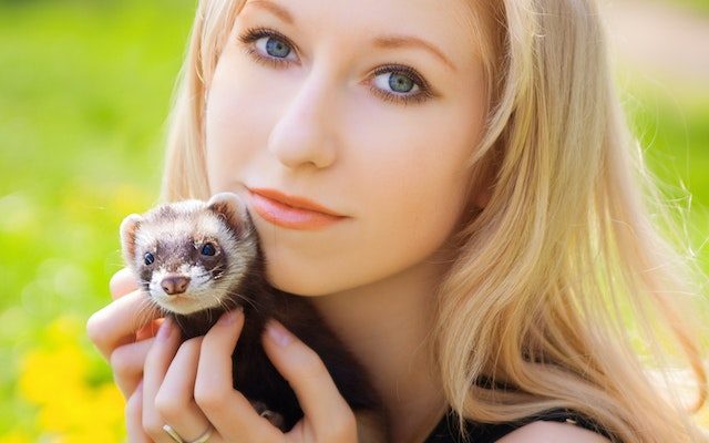 how ferret compares to chinchilla
