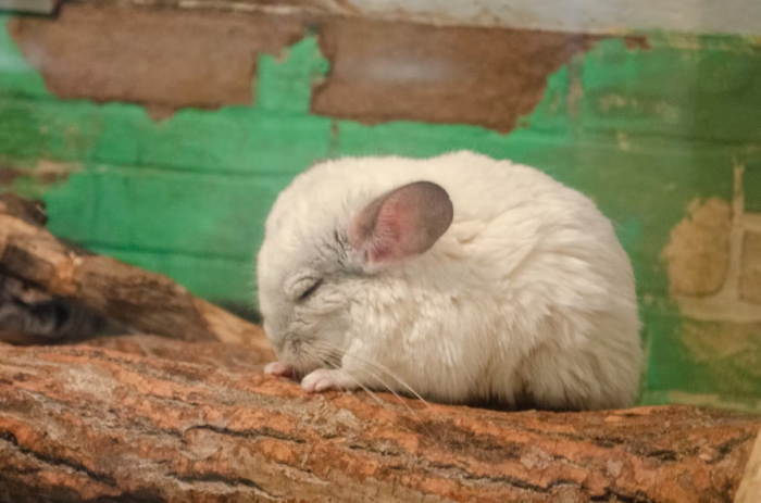 chinchillas sleep with their eyes open