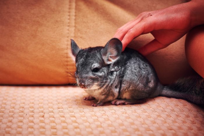 heat cycle in female chinchillas