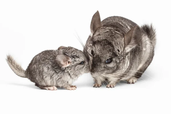 How Long Do Baby Chinchillas Stay With Their Mother?