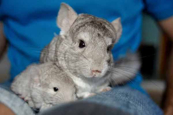 Reasons Why Baby Chinchillas Stay with Their Mother for So Long